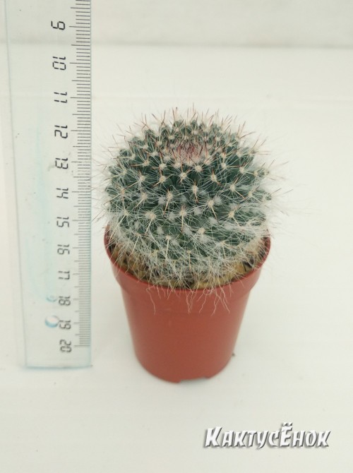 Маммилярия Хана (Mammilaria hahniana Маммилярия ханиана)