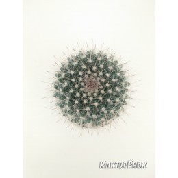 Маммилярия Хана (Mammilaria hahniana Маммилярия ханиана)