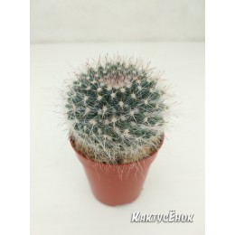 Маммилярия Хана (Mammilaria hahniana Маммилярия ханиана)