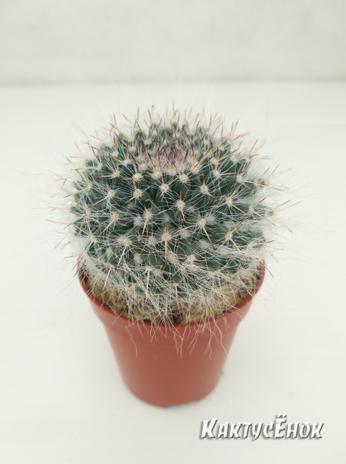 Маммилярия Хана (Mammilaria hahniana Маммилярия ханиана)