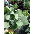 Черенок Каланхоэ Миллота (Kalanchoe millotii)