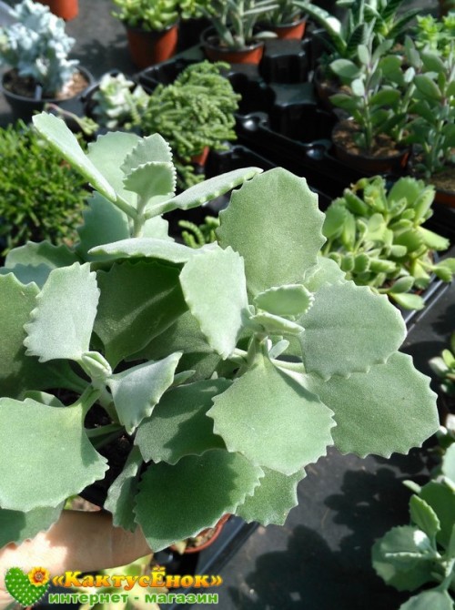 Черенок Каланхоэ Миллота (Kalanchoe millotii)