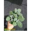 Черенок Каланхоэ Миллота (Kalanchoe millotii)