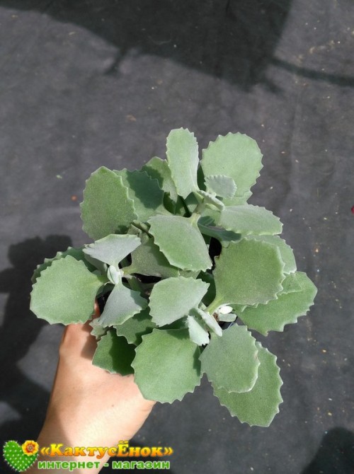 Черенок Каланхоэ Миллота (Kalanchoe millotii)