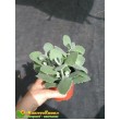 Черенок Каланхоэ Миллота (Kalanchoe millotii)