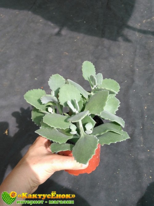 Черенок Каланхоэ Миллота (Kalanchoe millotii)