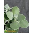 Черенок Каланхоэ Миллота (Kalanchoe millotii)