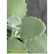 Черенок Каланхоэ Миллота (Kalanchoe millotii)