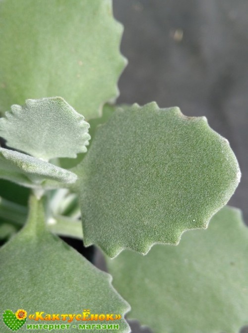 Черенок Каланхоэ Миллота (Kalanchoe millotii)