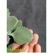 Черенок Каланхоэ Миллота (Kalanchoe millotii)