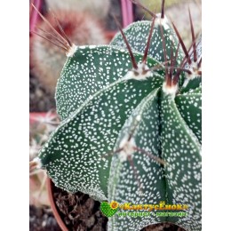 Астрофитум Орнатум (Astrophytum ornatum)