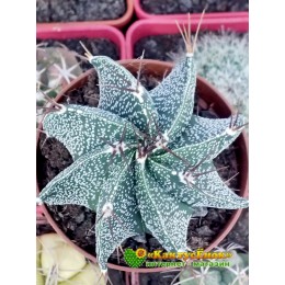 Астрофитум Орнатум (Astrophytum ornatum)