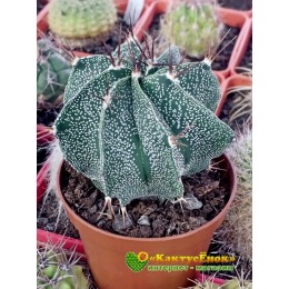Астрофитум Орнатум (Astrophytum ornatum)