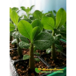 Адениум,  сорт «Гарри Поттер»