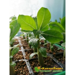 Адениум,  сорт «Гарри Поттер»