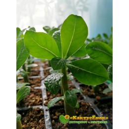 Адениум, сорт Ко 14