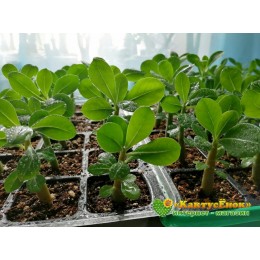 Адениум, сорт Ко 14