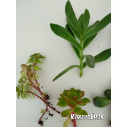 Набор "Подарок маме"