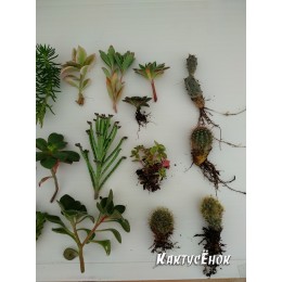 Набор "Подарок маме"