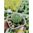 Астрофитум звездчатый (Astrophytum asterias, Астрофитум астериас)