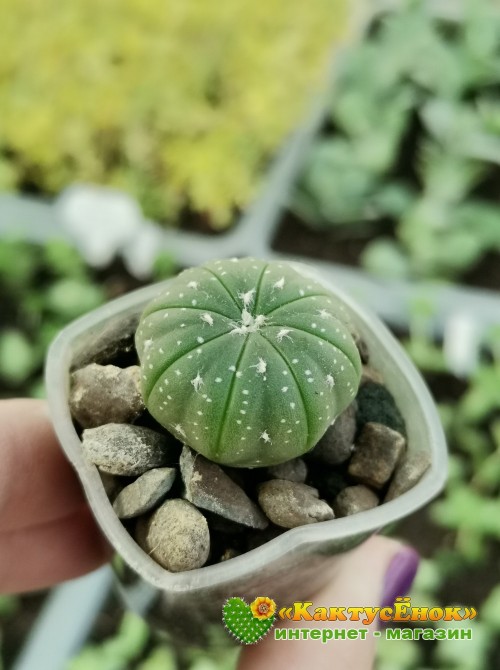 Астрофитум звездчатый (Astrophytum asterias, Астрофитум астериас)