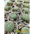 Астрофитум звездчатый (Astrophytum asterias, Астрофитум астериас)