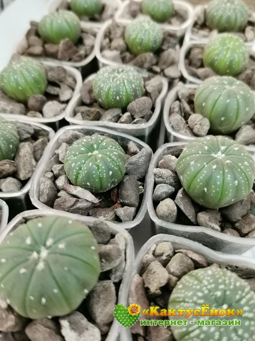 Астрофитум звездчатый (Astrophytum asterias, Астрофитум астериас)