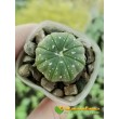 Астрофитум звездчатый (Astrophytum asterias, Астрофитум астериас)