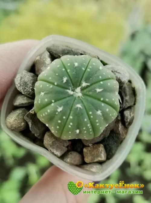 Астрофитум звездчатый (Astrophytum asterias, Астрофитум астериас)