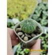 Астрофитум звездчатый (Astrophytum asterias, Астрофитум астериас)