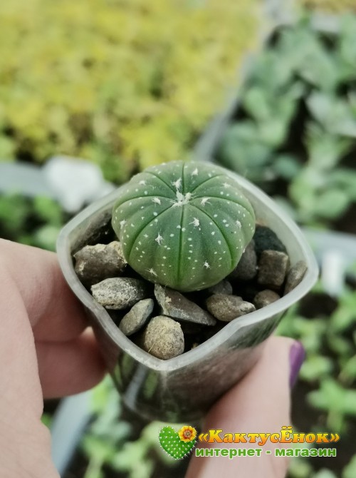 Астрофитум звездчатый (Astrophytum asterias, Астрофитум астериас)