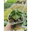 Астрофитум старческий (Astrophytum senile, Астрофитум сенили)