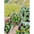 Астрофитум старческий (Astrophytum senile, Астрофитум сенили)