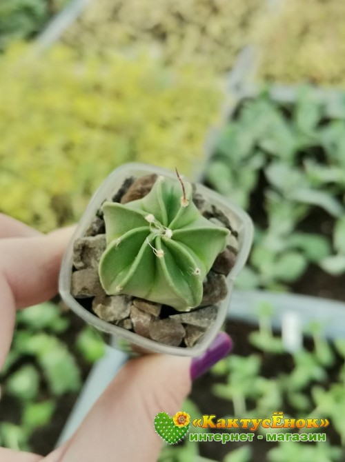 Астрофитум старческий (Astrophytum senile, Астрофитум сенили)