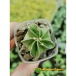 Астрофитум старческий (Astrophytum senile, Астрофитум сенили)