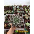 2 листовых черенка эхеверия Мадиба (Echeveria Madiba)