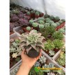 2 листовых черенка эхеверия Мадиба (Echeveria Madiba)