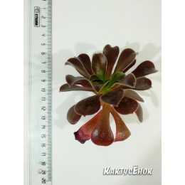 Черенок Эониум Велюр (Aeonium Velour)