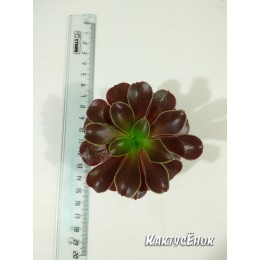 Черенок Эониум Велюр (Aeonium Velour)