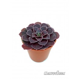 Черенок Эониум Велюр (Aeonium Velour)