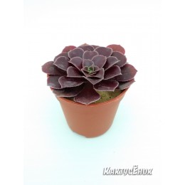 Черенок Эониум Велюр (Aeonium Velour)
