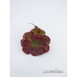Черенок Эониум Велюр (Aeonium Velour)