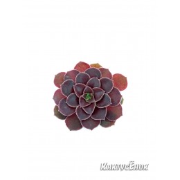 Черенок Эониум Велюр (Aeonium Velour)
