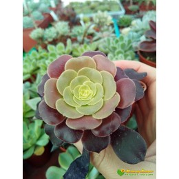 Черенок Эониум Велюр (Aeonium Velour)