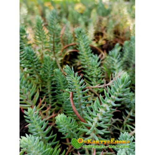 Очиток отогнутый «Blue Spruce»(Sedum reflexum 'Blue Spruce', седум рефлексум «голубая ель»)