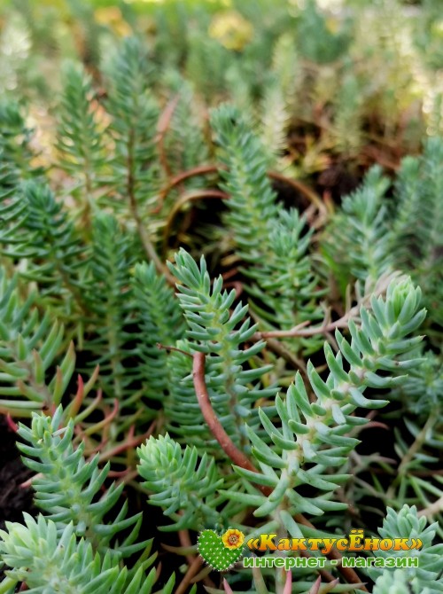 Очиток отогнутый «Blue Spruce»(Sedum reflexum 'Blue Spruce', седум рефлексум «голубая ель»)