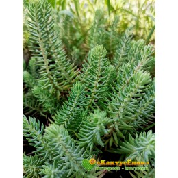 Очиток отогнутый «Blue Spruce»(Sedum reflexum 'Blue Spruce', седум рефлексум «голубая ель»)