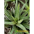 Хавортия полосатая (Haworthia fasciata)