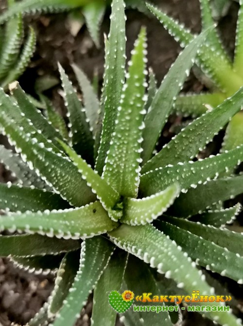 Хавортия полосатая (Haworthia fasciata)