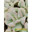 Черенок Эхеверия  Кубик льда (Echeveria Cubic Frost, Эхеверия Кубик фрост)